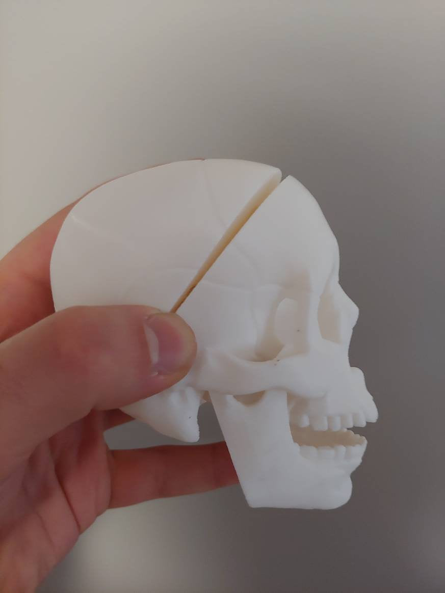 human skull - 3D printed plastic human skull decoration, toy