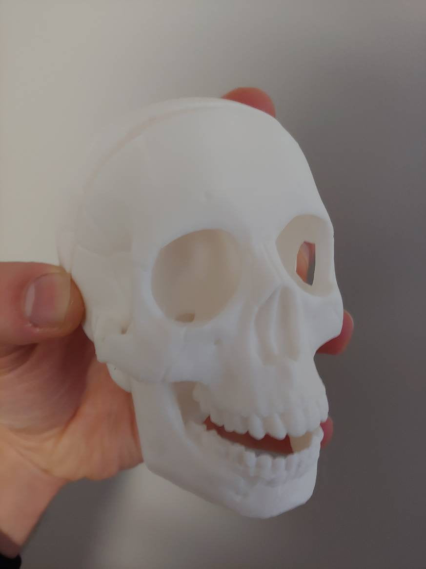 human skull - 3D printed plastic human skull decoration, toy
