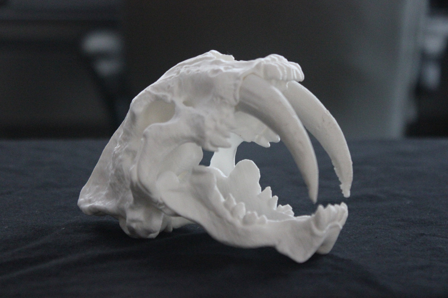Saber-Toothed Cat skull