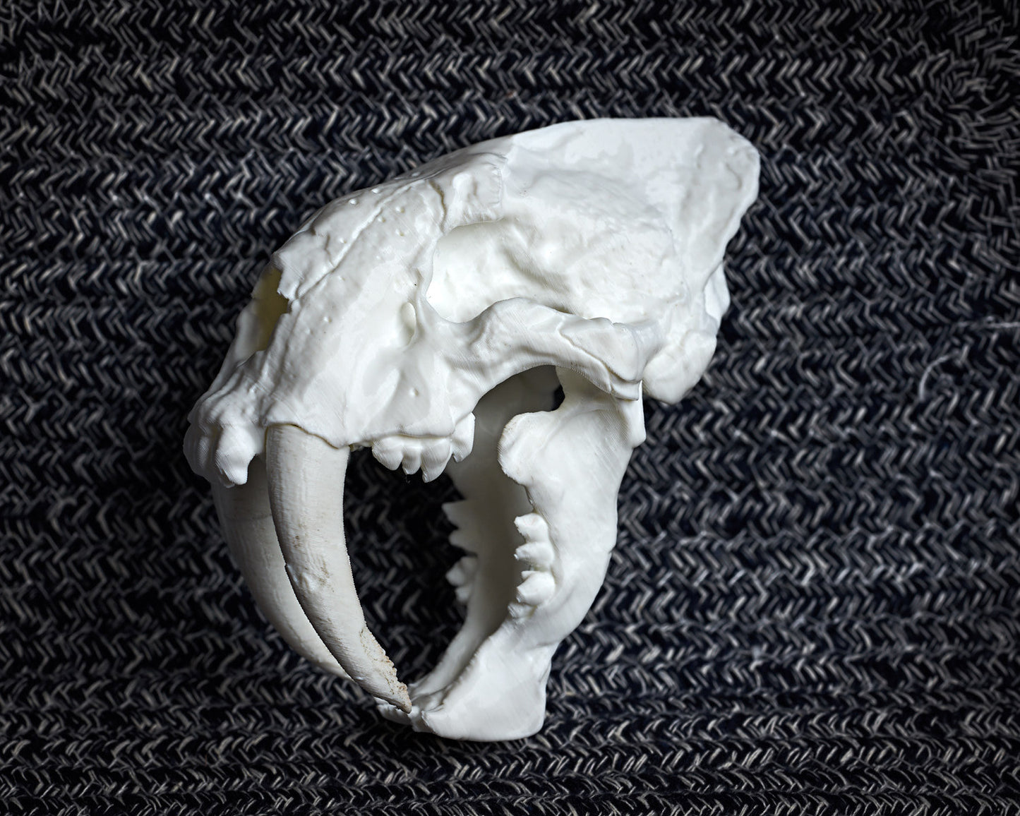 Saber-Toothed Cat skull