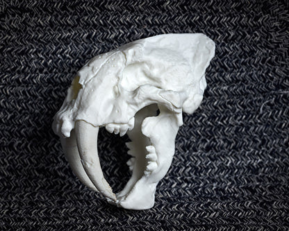 Saber-Toothed Cat skull