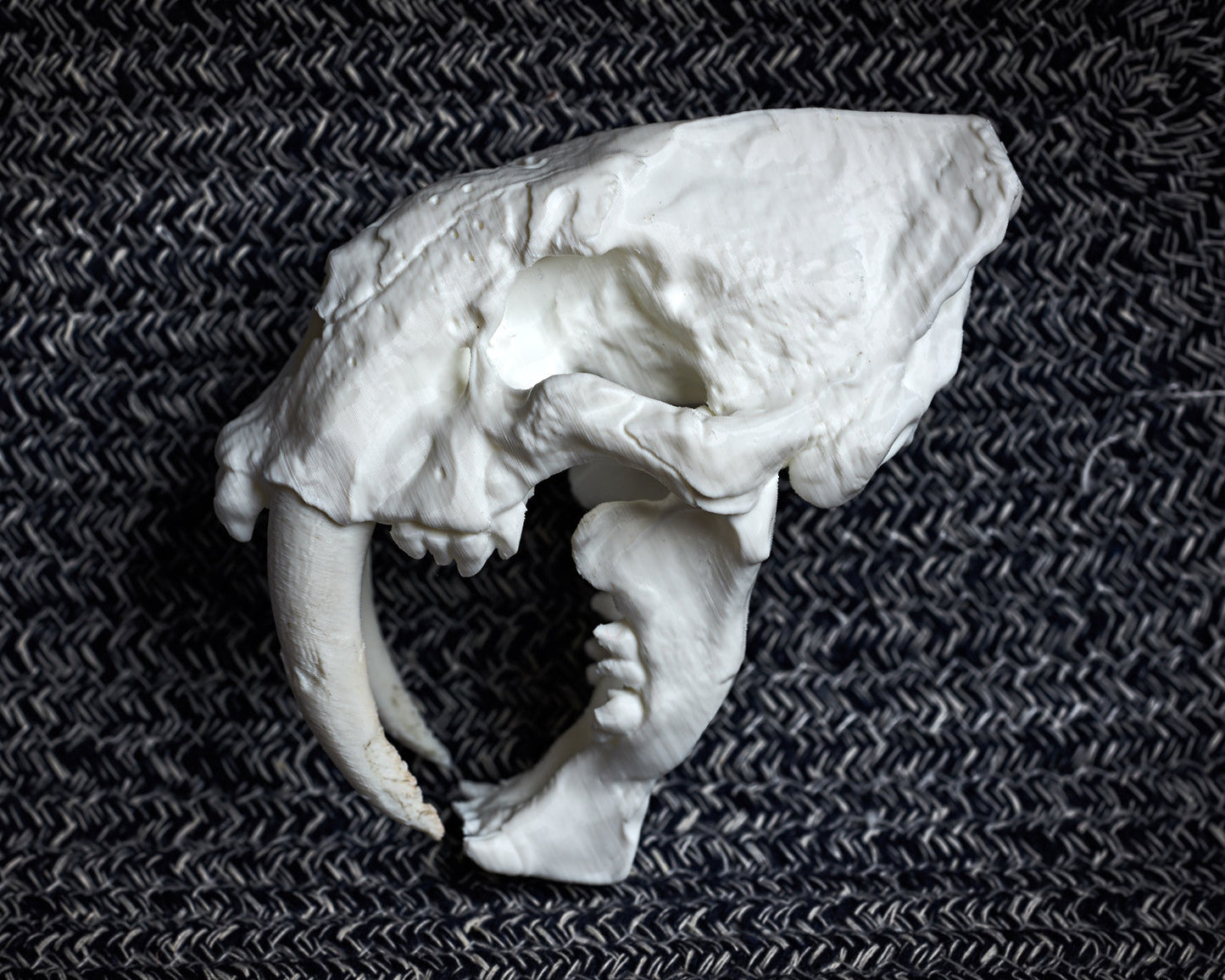 Saber-Toothed Cat skull