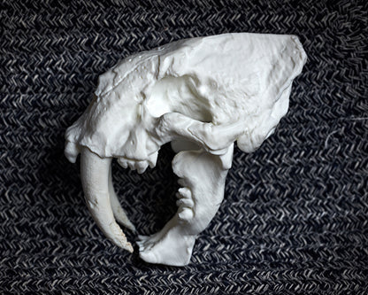 Saber-Toothed Cat skull