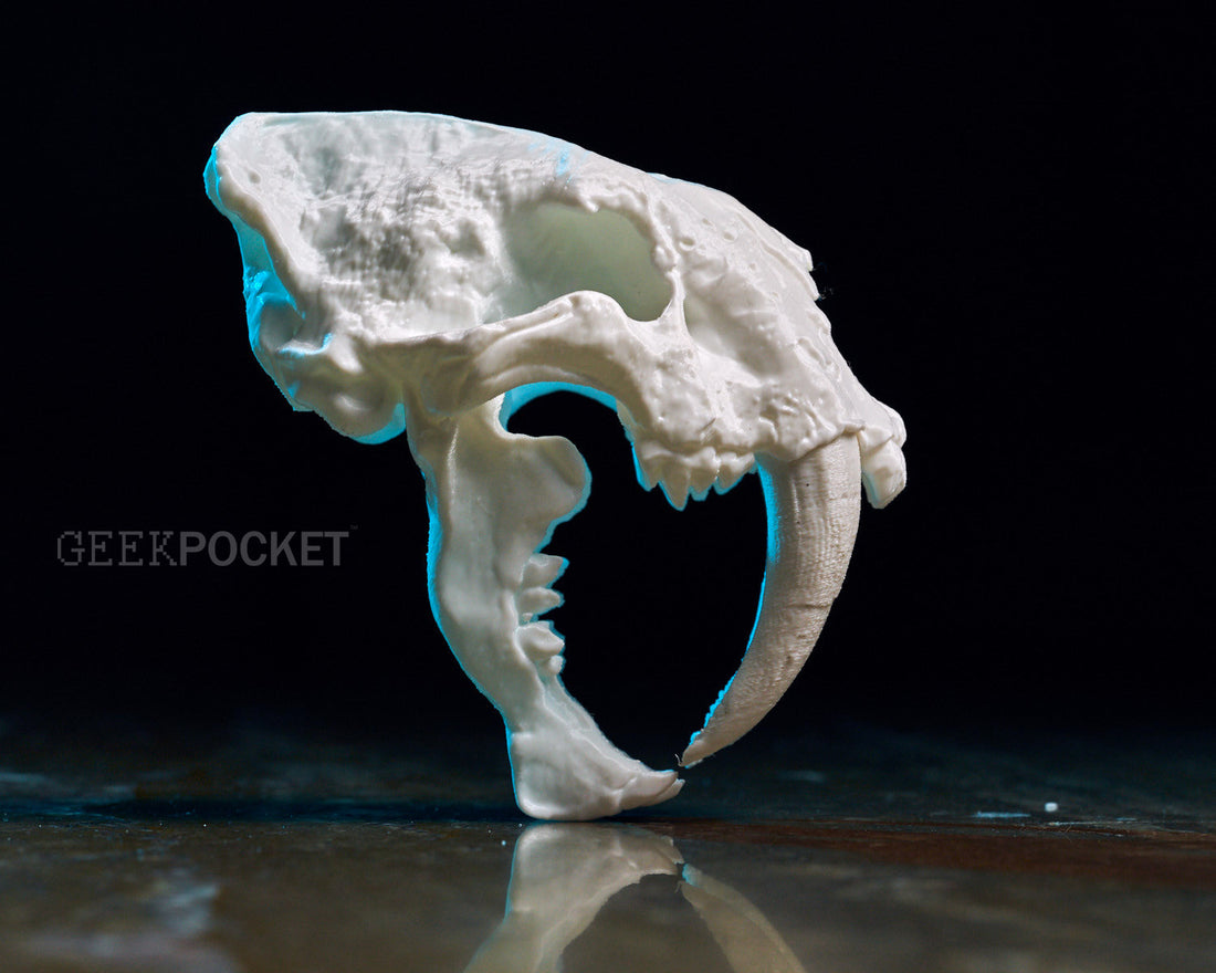 Saber-Toothed Cat skull