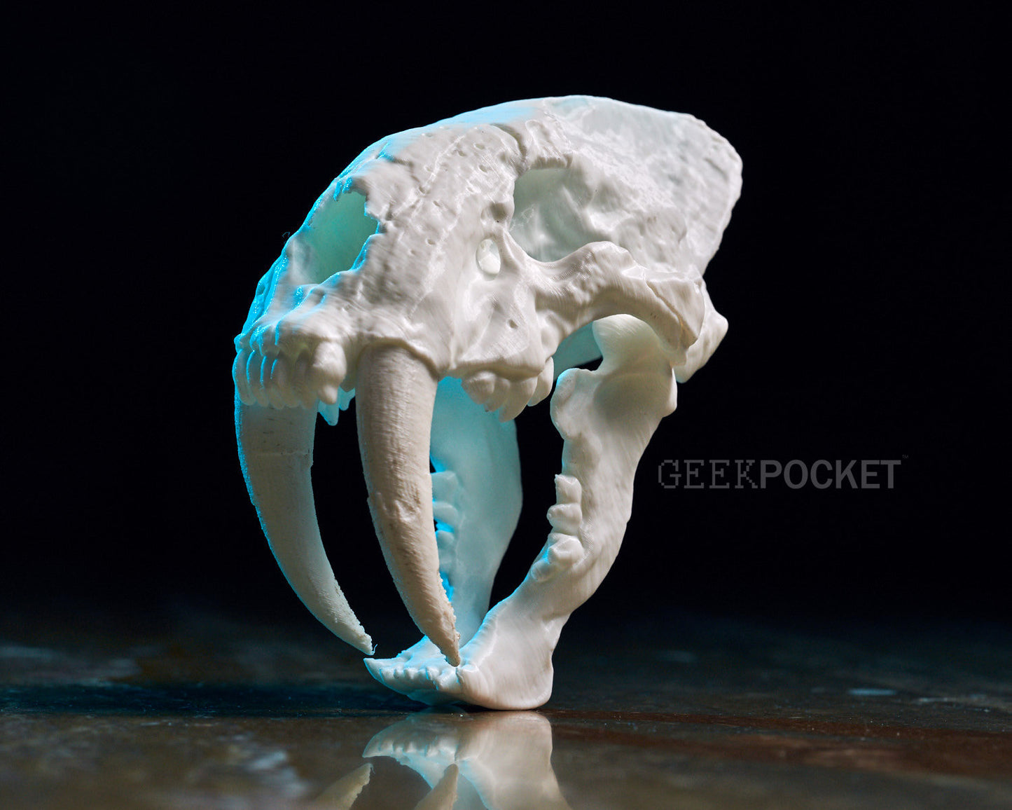 Saber-Toothed Cat skull
